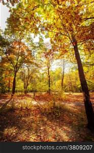 Sunny day in outdoor park with colorful autumn trees. Amazing bright colors of nature landscape