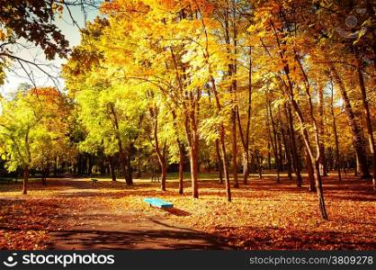 Sunny day in outdoor park with colorful autumn trees and bench. Amazing bright colors of autumn nature landscape