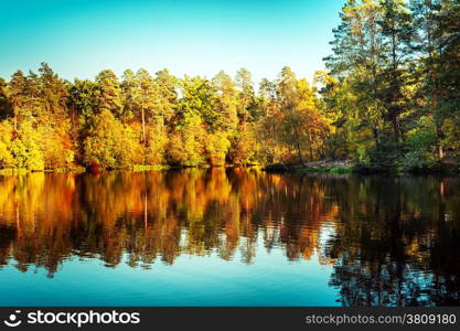 Sunny day in outdoor park with lake and colorful autumn trees reflection under blue sky. Amazing bright colors of autumn nature landscape