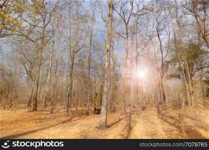 Sunny day in summer forest. Nature background
