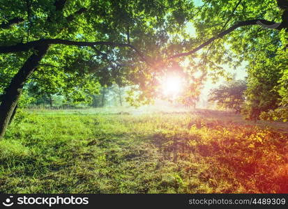 Sunny day in the meadow