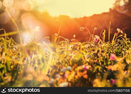 Sunny day in the meadow