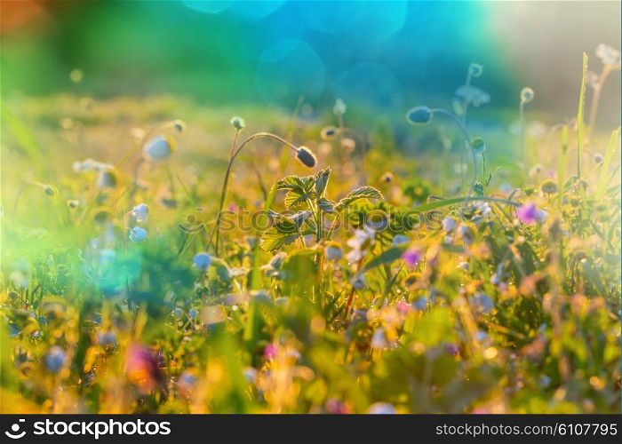 Sunny day in the meadow