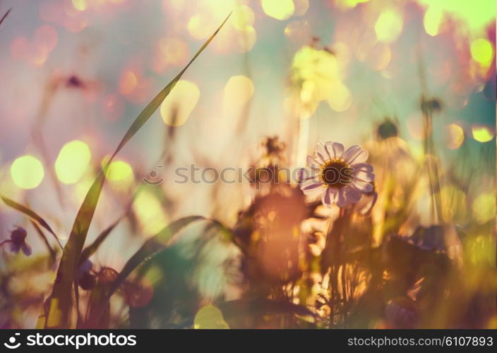 Sunny day in the meadow