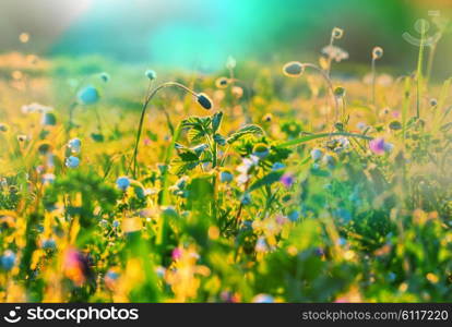 Sunny day in the meadow