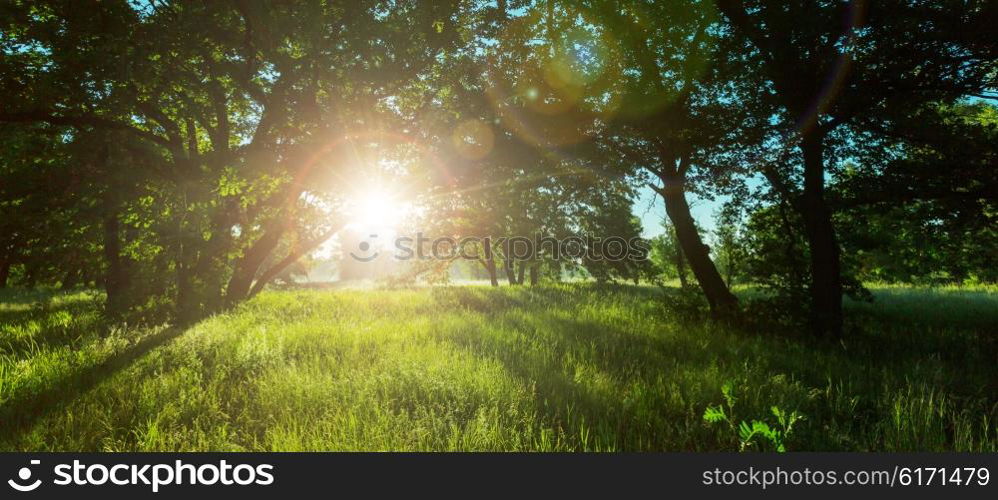 Sunny day in the meadow