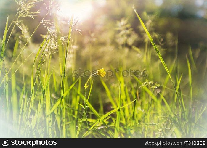 Sunny day on the flowers meadow. Beautiful natural background.