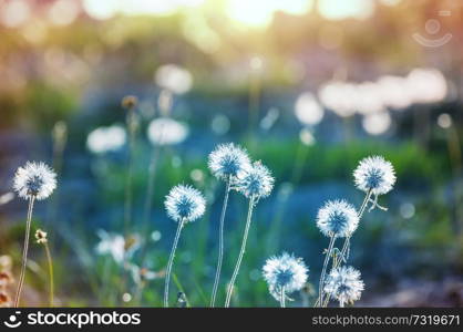 Sunny day on the flowers meadow. Beautiful natural background.