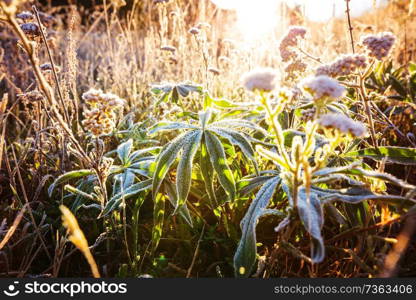 Sunny day on the flowers meadow. Beautiful natural background.