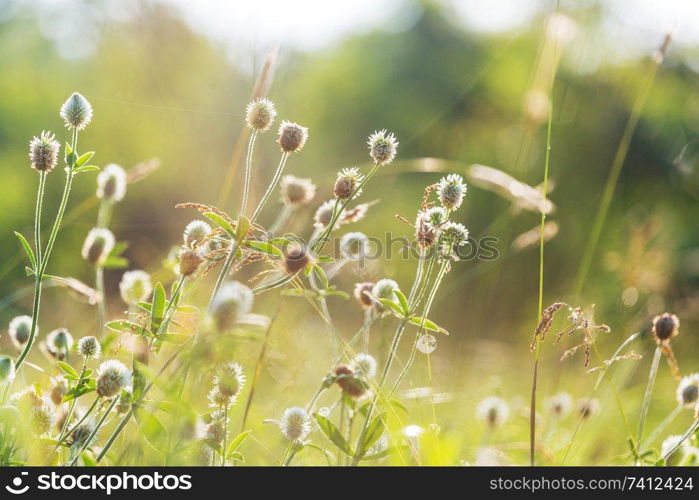 Sunny day on the flowers meadow. Beautiful natural background.