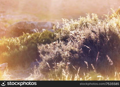 Sunny day on the flowers meadow. Beautiful natural background.