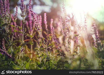 Sunny day on the flowers meadow. Beautiful natural background.