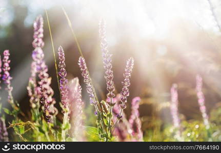 Sunny day on the flowers meadow. Beautiful natural background.