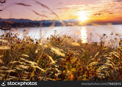 Sunny day on the flowers meadow. Beautiful natural background.