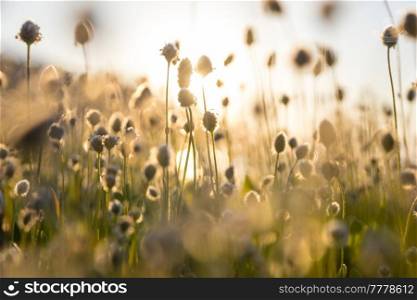 Sunny day on the flowers meadow. Beautiful natural background. Wild plants in nature.