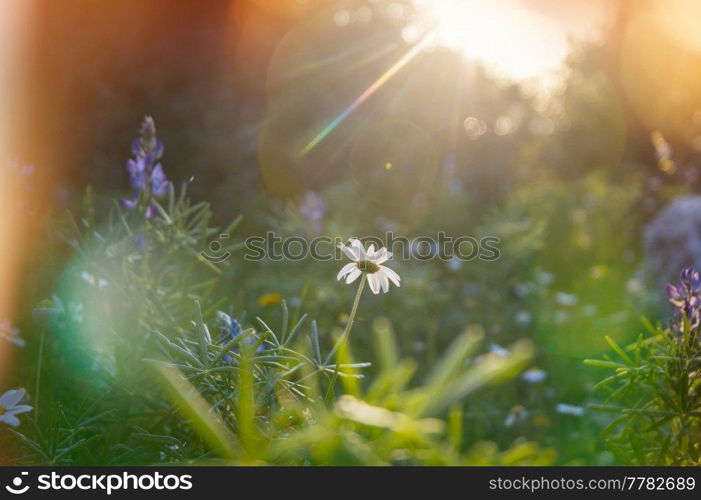 Sunny day on the flowers meadow. Beautiful natural background. Wild plants in nature.