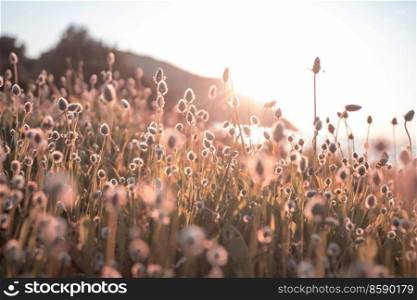 Sunny day on the flowers meadow. Beautiful natural background. Wild plants in nature.