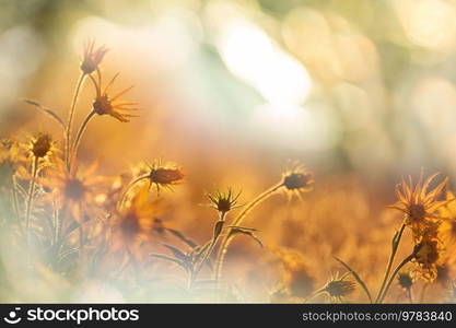 Sunny day on the flowers meadow. Beautiful natural background. Wild plants in nature.