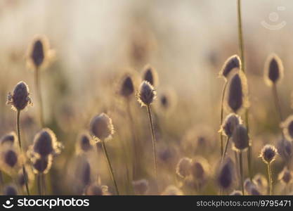 Sunny day on the flowers meadow. Beautiful natural background. Wild plants in nature.