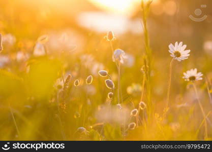 Sunny day on the flowers meadow. Beautiful natural background. Wild plants in nature.