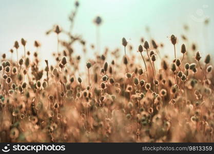 Sunny day on the flowers meadow. Beautiful natural background. Wild plants in nature.