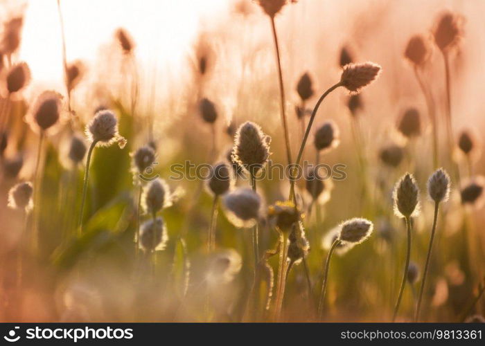 Sunny day on the flowers meadow. Beautiful natural background. Wild plants in nature.