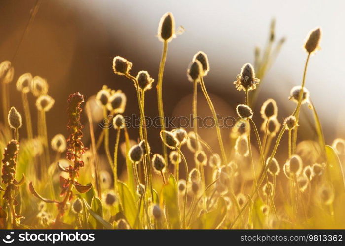 Sunny day on the flowers meadow. Beautiful natural background. Wild plants in nature.