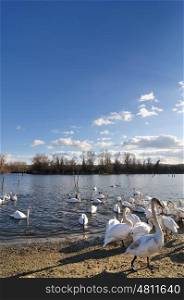 Sunny day on the lake with group of swans