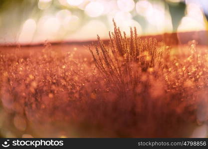 Sunny day on the meadow