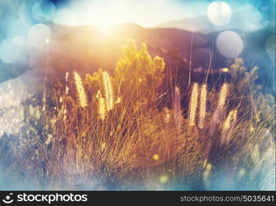 Sunny day on the meadow