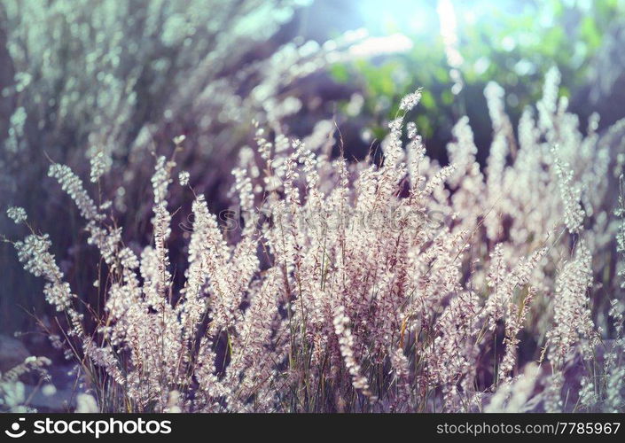 Sunny day on the meadow