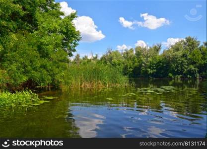 Sunny day on the river with reeds and forest against a blue sky