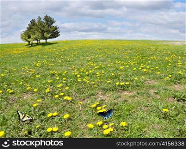 sunny field with yellow dandelion flowers and trees