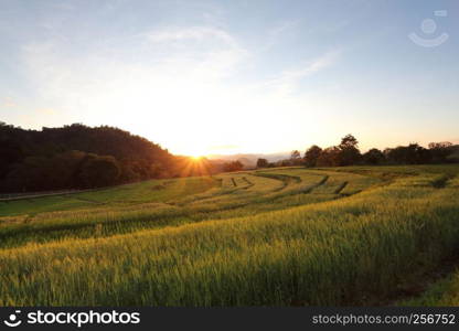 sunny fields