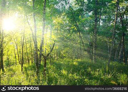 sunny forest