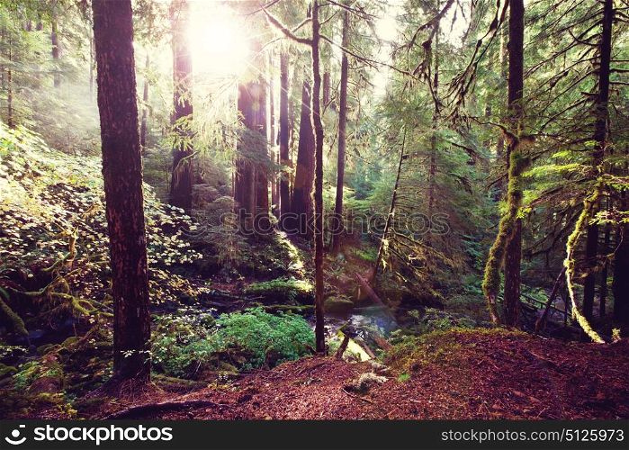 Sunny forest. Sun beams in clear day in the green forest