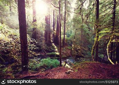 Sunny forest. Sun beams in clear day in the green forest