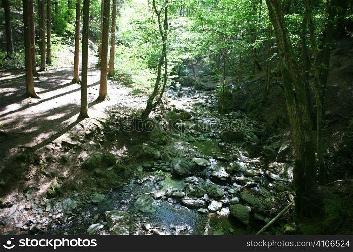 Sunny Forest With River