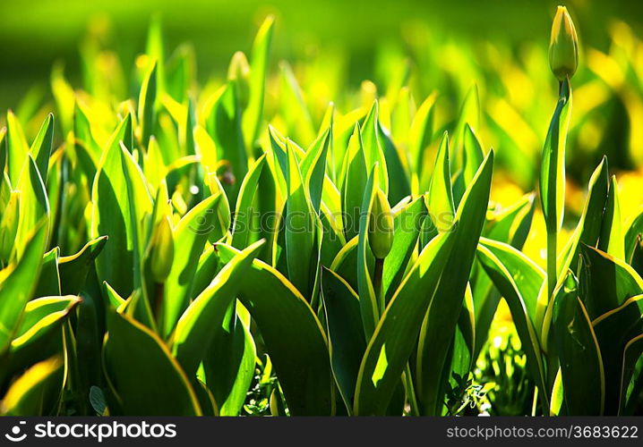 sunny garden