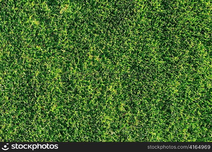 sunny grass. highly detailed texture