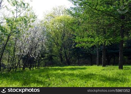 Sunny green forest at spring