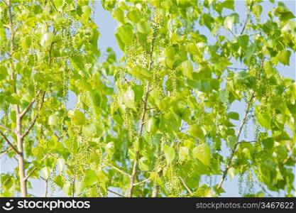 Sunny green leaves of a tree against the blue sky