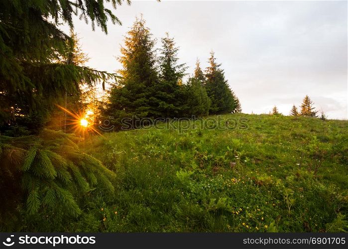 Sunny green summer forest. Nature woodland background