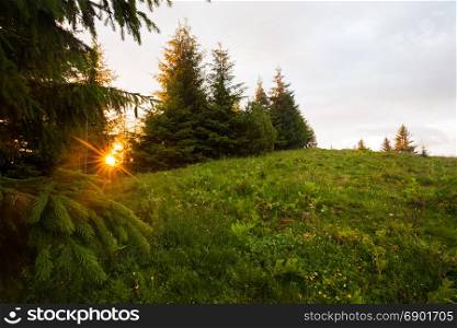 Sunny green summer forest. Nature woodland background