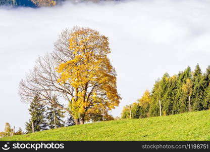 Sunny idyllic autumn alpine scene. Peaceful misty morning Alps mountain and lonely big tree view from hiking path from Dorfgastein to Paarseen lakes, Land Salzburg, Austria.