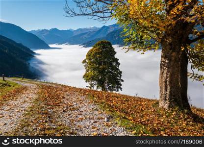 Sunny idyllic autumn alpine scene. Peaceful misty morning Alps mountain and lonely big trees view from hiking path from Dorfgastein to Paarseen lakes, Land Salzburg, Austria.
