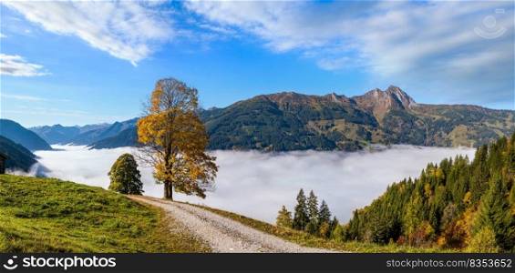 Sunny idyllic autumn alpine scene. Peaceful misty morning Alps mountain and lonely big trees view from hiking path from Dorfgastein to Paarseen lakes, Land Salzburg, Austria.