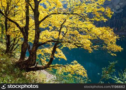 Sunny idyllic colorful autumn alpine view. Big maple tree near peaceful mountain lake with clear transparent water and reflections. Gosauseen or Vorderer Gosausee lake, Upper Austria.