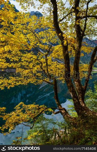 Sunny idyllic colorful autumn alpine view. Big maple tree near peaceful mountain lake with clear transparent water and reflections. Gosauseen or Vorderer Gosausee lake, Upper Austria.