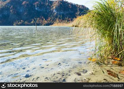 Sunny idyllic colorful autumn alpine view. Peaceful Alps mountain Offensee lake with clear transparent water, ripple waves, reflections, fallen leaves at the bottom. Salzkammergut, Upper Austria.